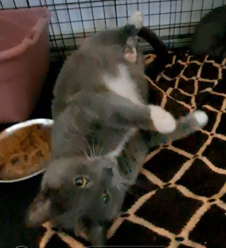 British Shorthair kittens for sale in Great Barr, West Midlands – 2 years old - Image 3 of 5