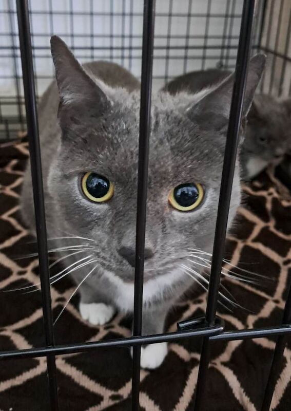 British Shorthair kittens for sale in Great Barr, West Midlands – 2 years old - Image 4 of 5