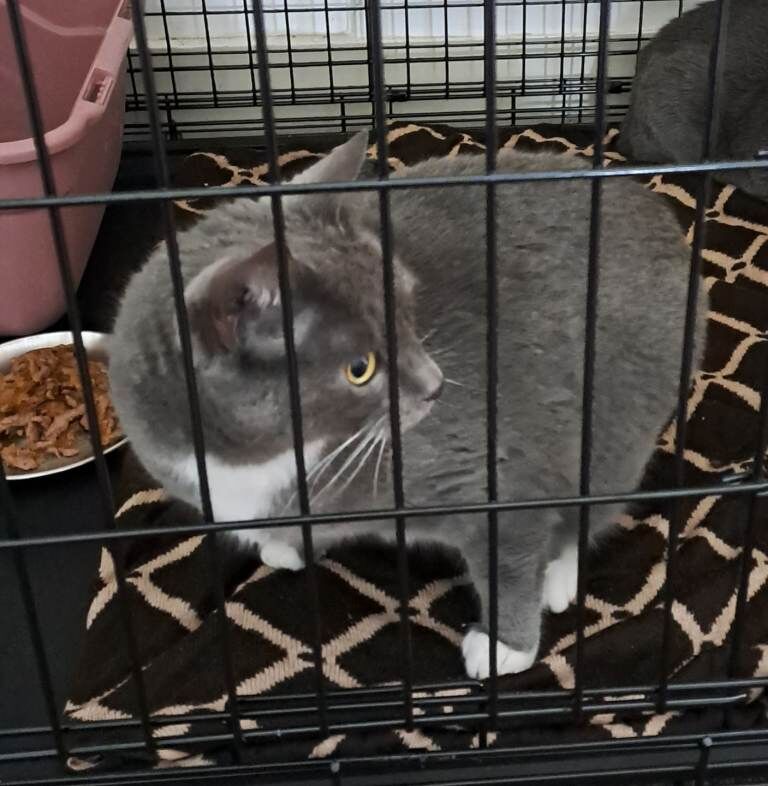 British Shorthair kittens for sale in Great Barr, West Midlands – 2 years old - Image 5 of 5