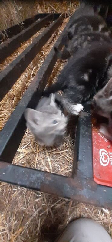 British Shorthair kittens for sale in Lancaster, Lancashire – 9 weeks old - Image 3 of 8