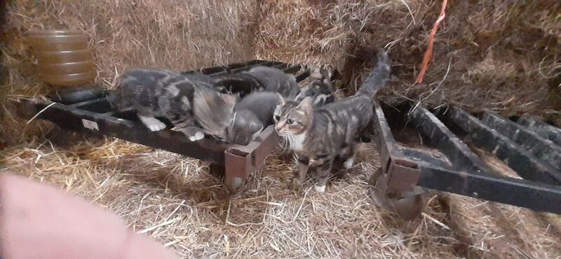 British Shorthair kittens for sale in Lancaster, Lancashire – 9 weeks old - Image 8 of 8