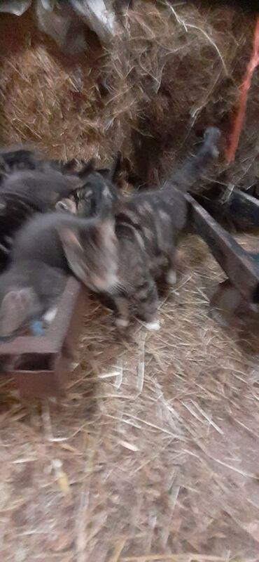 British Shorthair kittens for sale in Lancaster, Lancashire – 9 weeks old