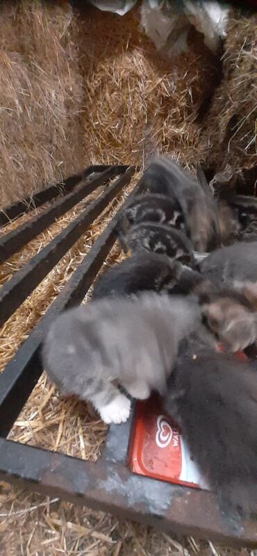 British Shorthair kittens for sale in Lancaster, Lancashire – 9 weeks old - Image 3 of 7
