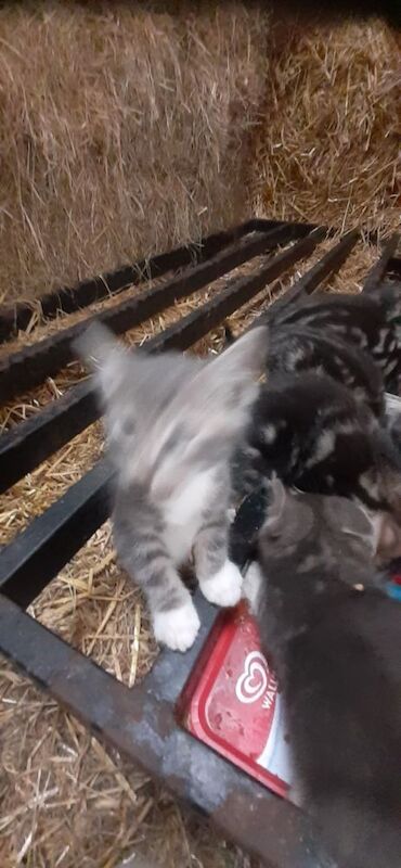 British Shorthair kittens for sale in Lancaster, Lancashire – 9 weeks old - Image 4 of 7