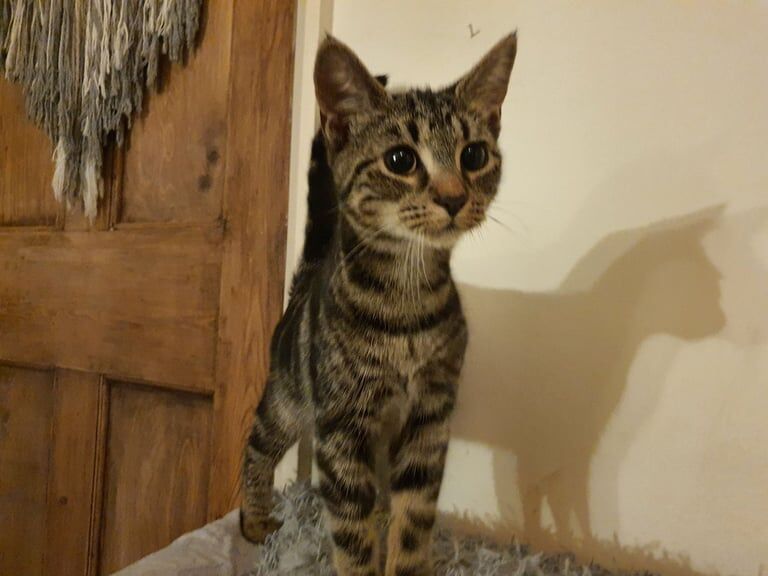 Tabby + black kittens