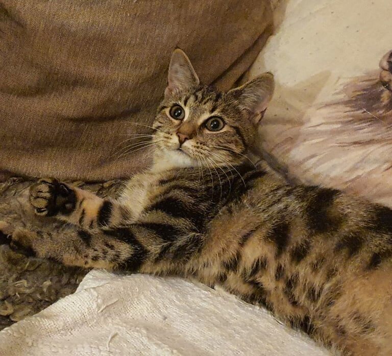 Tabby + black kittens - Image 2 of 3
