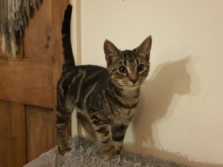 Tabby + black kittens - Image 3 of 3