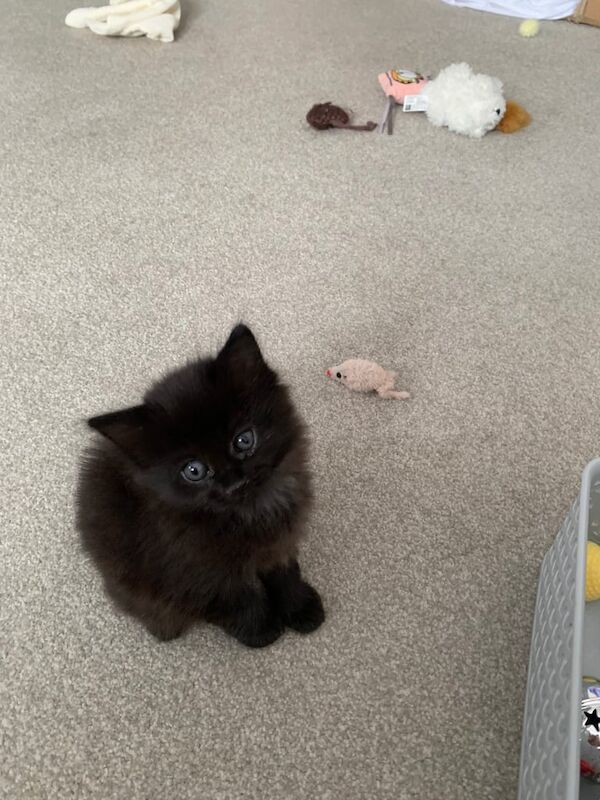 Tabby cats for sale in Weston-super-Mare, Somerset