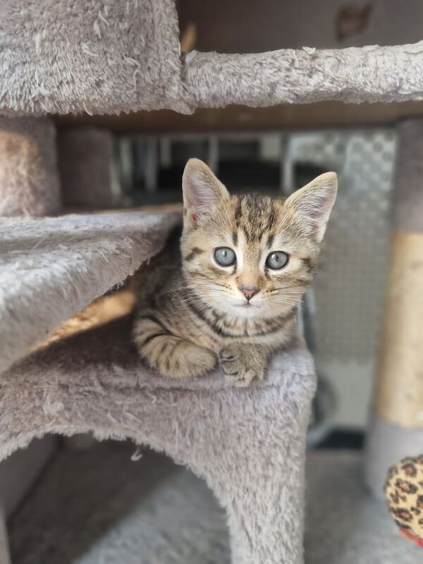 British Shorthair kittens for sale in Dagenham, Greater London – 9 weeks old