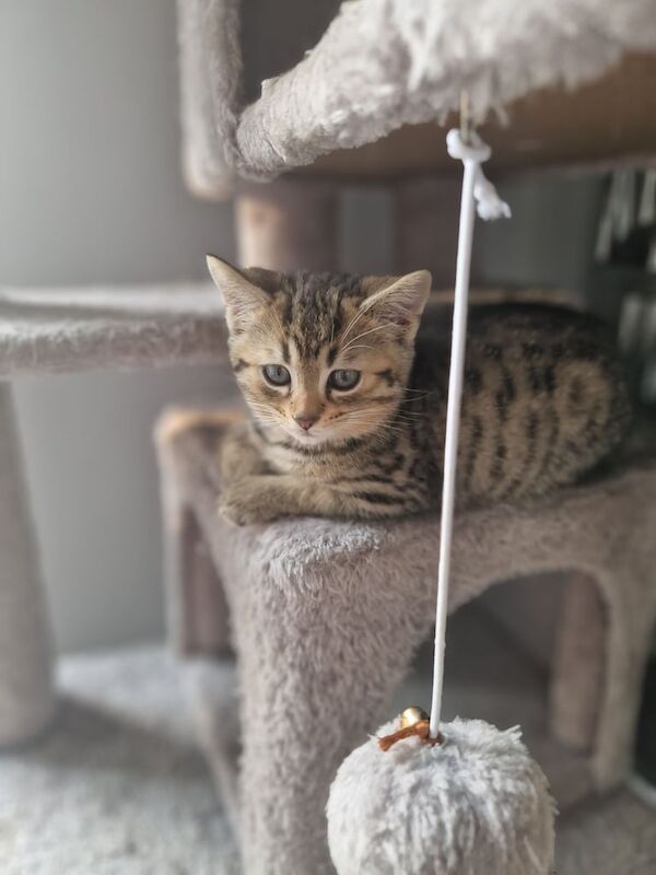 British Shorthair kittens for sale in Dagenham, Greater London – 9 weeks old - Image 2 of 3