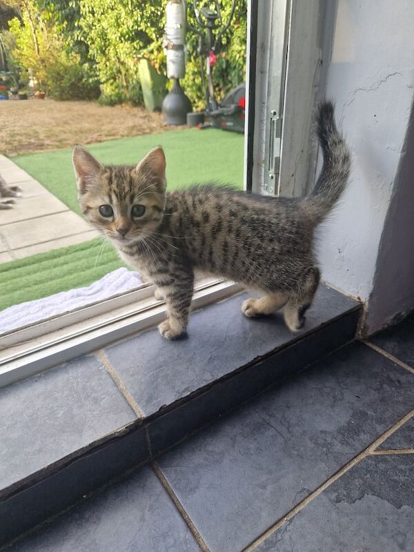British Shorthair kittens for sale in Dagenham, Greater London – 9 weeks old - Image 3 of 3