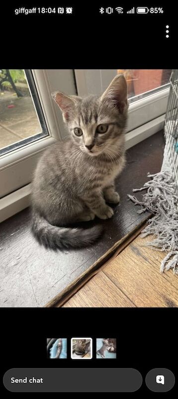 British Shorthair kittens for sale in York, North Yorkshire – 11 weeks old