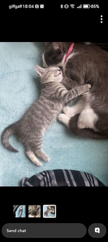 British Shorthair kittens for sale in York, North Yorkshire – 11 weeks old - Image 2 of 2