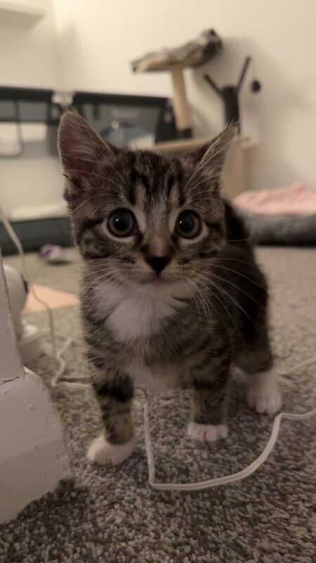 British Shorthair kittens for sale in Wetherby, West Yorkshire – 3 months old