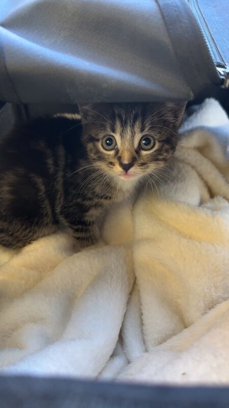 British Shorthair kittens for sale in Wetherby, West Yorkshire – 6 months old - Image 2 of 3