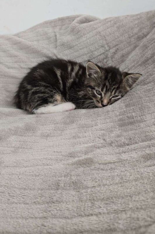 British Shorthair kittens for sale in Wetherby, West Yorkshire – 6 months old - Image 3 of 3