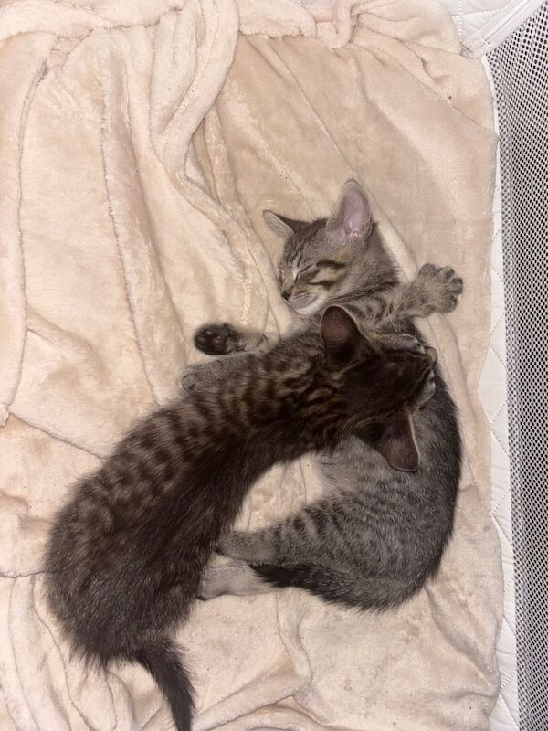 British Shorthair kittens for sale in Crumlin, County Antrim – 10 weeks old - Image 2 of 3