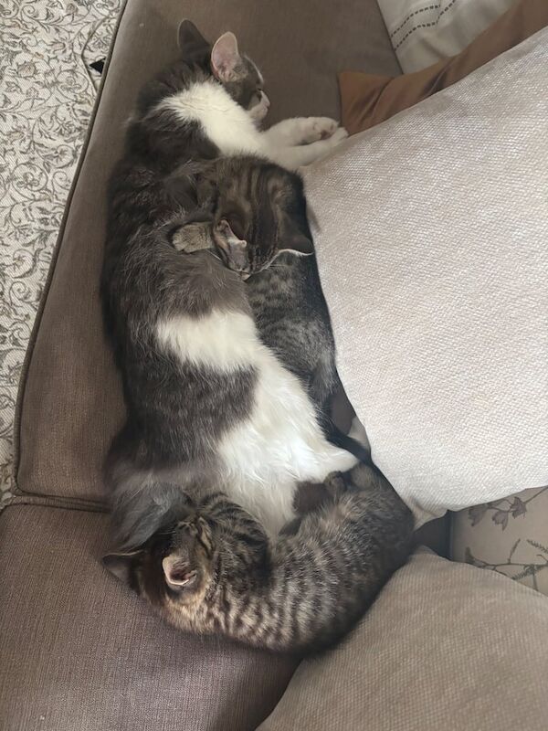 British Shorthair kittens for sale in Crumlin, County Antrim – 10 weeks old - Image 3 of 3