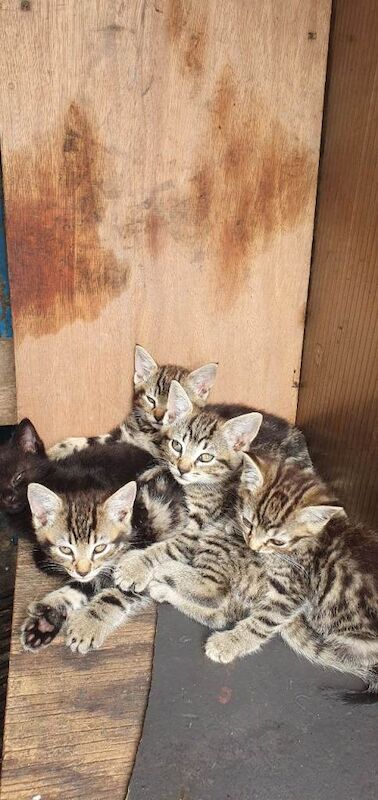 British Shorthair Kittens For Sale
