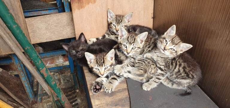 Tabby kittens - Image 2 of 4