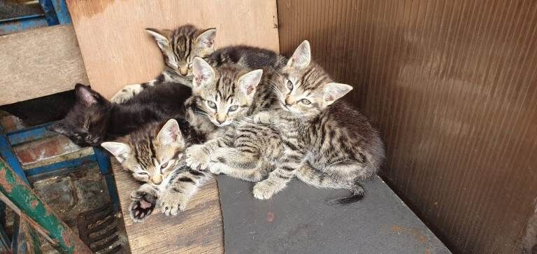 Tabby kittens - Image 3 of 4