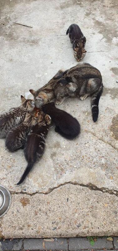 Tabby kittens - Image 4 of 4