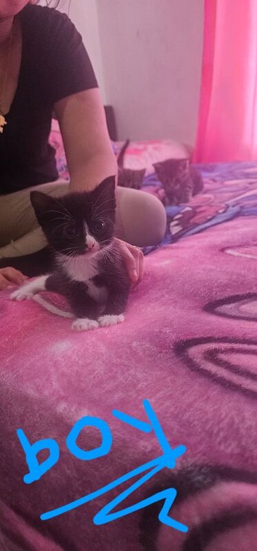 British Shorthair kittens for sale in Hackney, Greater London – 8 weeks old