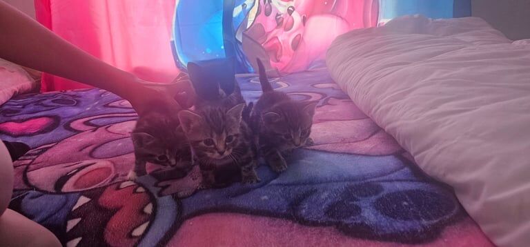 British Shorthair kittens for sale in Hackney, Greater London – 9 weeks old - Image 2 of 3