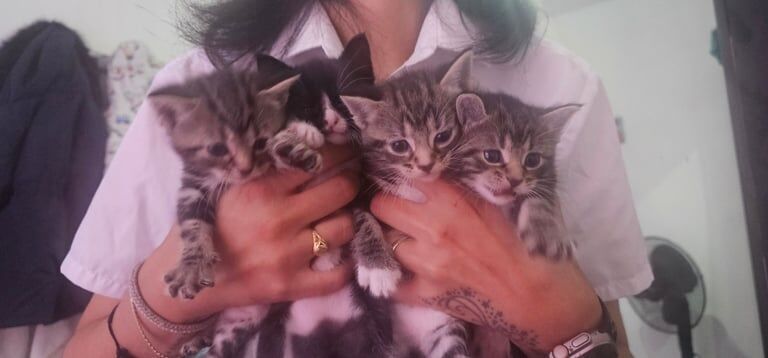 British Shorthair kittens for sale in Hackney, Greater London – 9 weeks old - Image 3 of 3