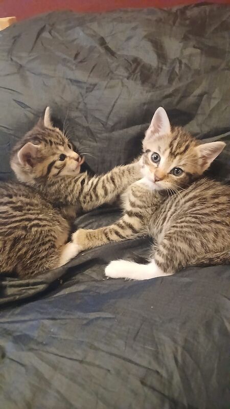Tabby kittens for sale in Stevenage, Hertfordshire