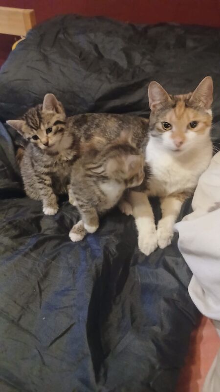 British Shorthair kittens for sale in Stevenage, Hertfordshire – 1 year old - Image 3 of 5