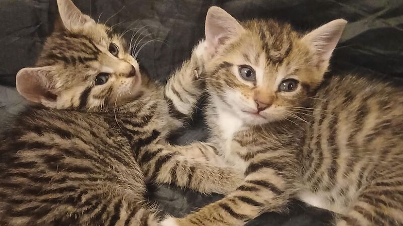 British Shorthair kittens for sale in Stevenage, Hertfordshire – 1 year old - Image 4 of 5