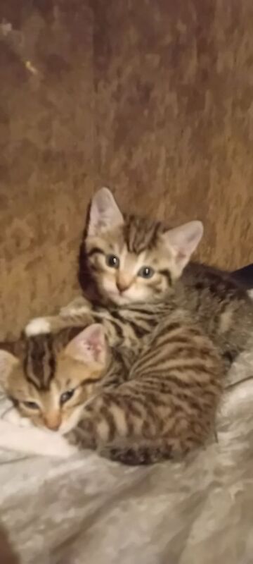 British Shorthair kittens for sale in Stevenage, Hertfordshire – 1 year old - Image 5 of 5