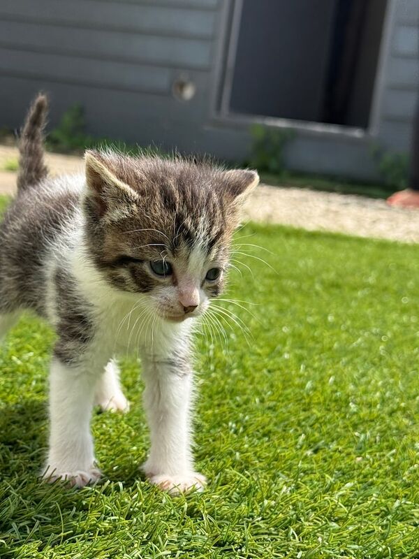 Tabby kittens for sale in Egham, Surrey