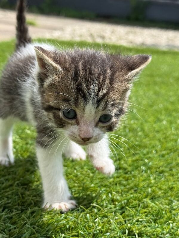 Tabby kittens for sale in Egham, Surrey | Image 2