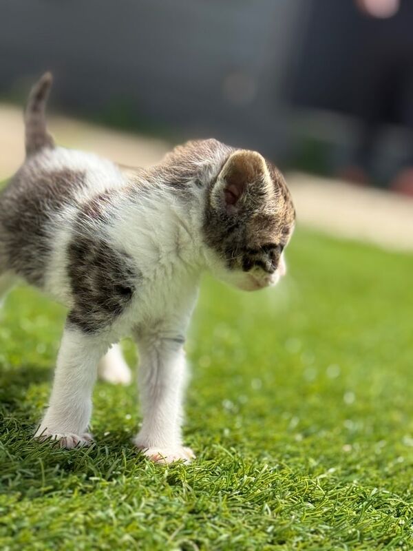 Tabby kittens for sale in Egham, Surrey | Image 3