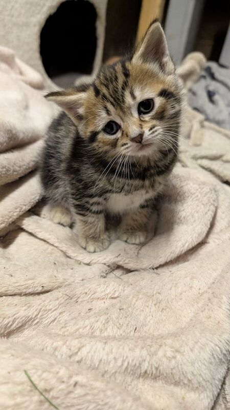 Tabby kittens for sale in Farnham, Surrey