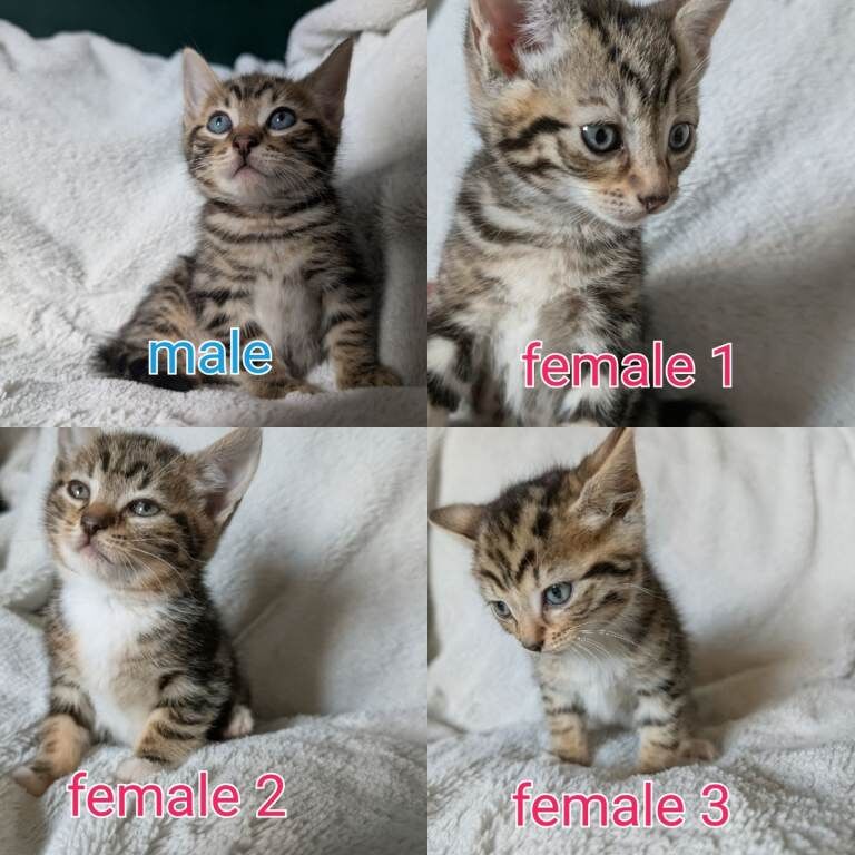 Tabby Kittens for sale.