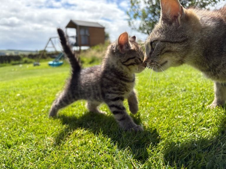Tabby Kittens (kitten cat)