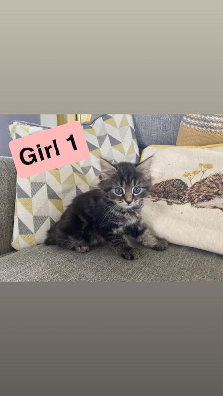 Tabby Kittens (kitten cat) - Image 2 of 6