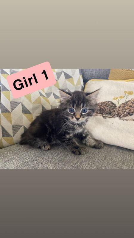 Tabby Kittens (kitten cat) - Image 3 of 6