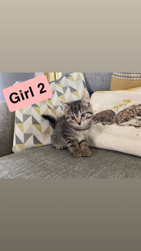 Tabby Kittens (kitten cat) - Image 4 of 6