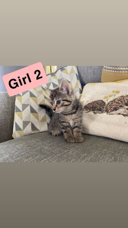 Tabby Kittens (kitten cat) - Image 5 of 6