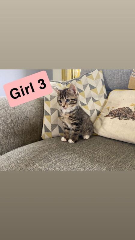 Tabby Kittens (kitten cat) - Image 6 of 6