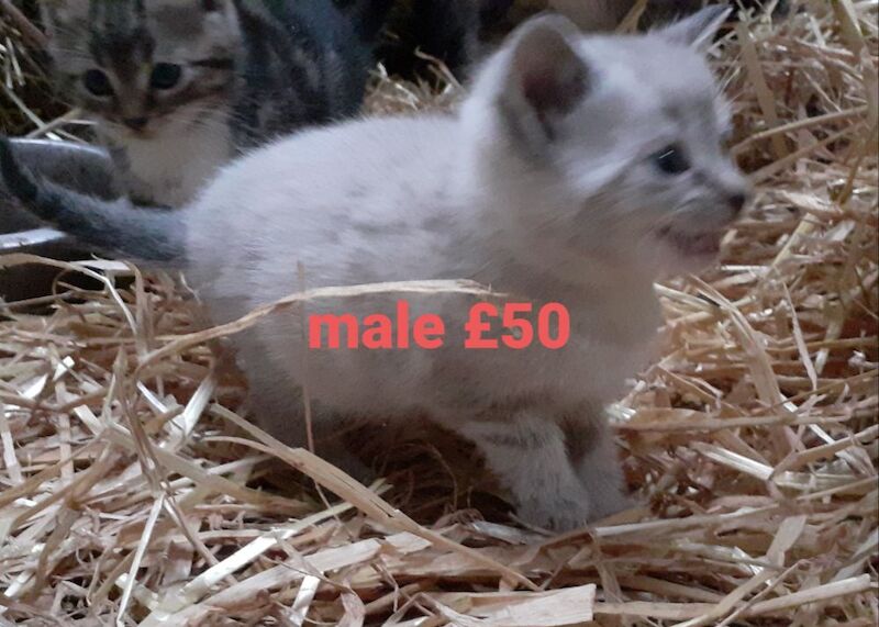 ALL SOLD Tabby kittens, ready now, 9 weeks - £35 each in Lancaster for sale in Cockerham, Lancashire | Image 2
