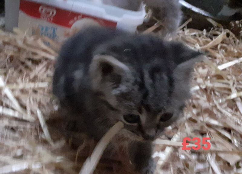 ALL SOLD Tabby kittens, ready now, 9 weeks - £35 each in Lancaster for sale in Cockerham, Lancashire | Image 3