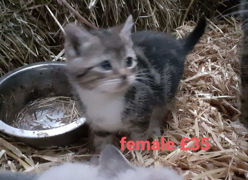 ALL SOLD Tabby kittens, ready now, 9 weeks - £35 each in Lancaster for sale in Cockerham, Lancashire | Image 4