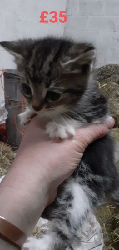 British Shorthair kittens for sale in Cockerham, Lancashire – 9 months old - Image 5 of 5