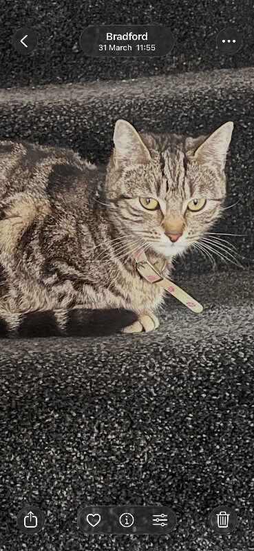 Tabby shorthair cat - Image 2 of 2