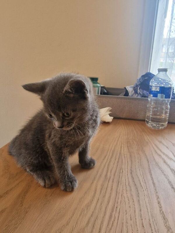 Tabby Shorthair Mixed Kittens